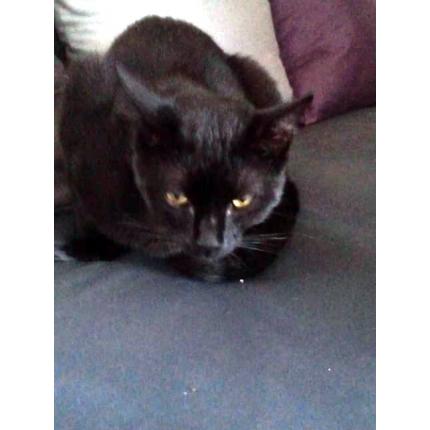 Photo 1/1 Marius Chat perdu à Taule