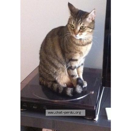 Tabby Chat Perdu A Puteaux Chat Perdu France