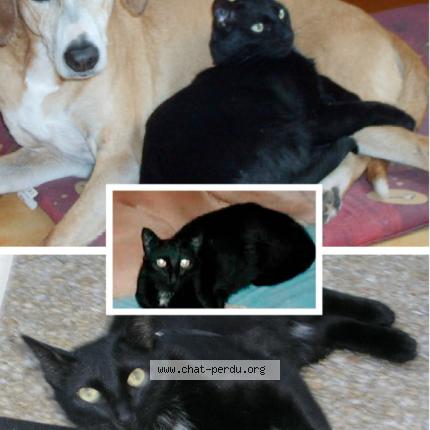 Charly Chat Perdu A Aulnay Sous Bois Chat Perdu France Charly Chat Perdu A Aulnay Sous Bois Chat Perdu France