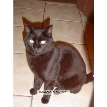Socrate Chat Perdu A Orleans Chat Perdu France