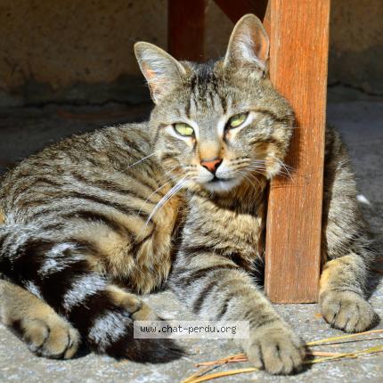 Buzz Chat Perdu A Saint Marcellin Les Vaison Chat Perdu France Buzz Chat Perdu A Saint Marcellin Les Vaison Chat Perdu France