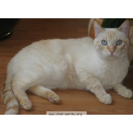 Country Chat Perdu A Saint Julien Sur Reyssouze Chat Perdu France