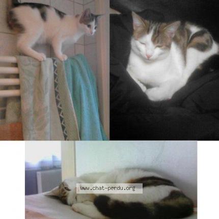 Jipsy Chat Perdu A Frans Chat Perdu France Jipsy Chat Perdu A Frans Chat Perdu France