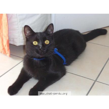 Photo 1/1 TOKKI Chat perdu à St etienne du gres