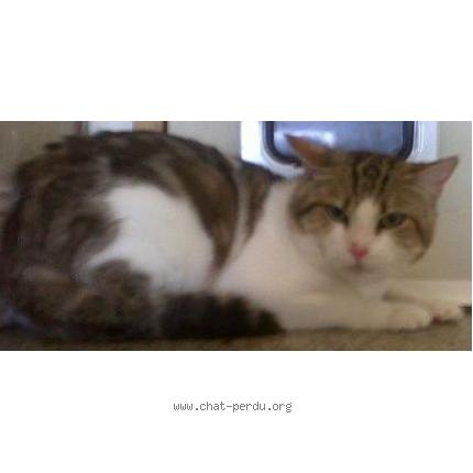 Photo 1/1 Dalloz Chat perdu à Montigny les metz