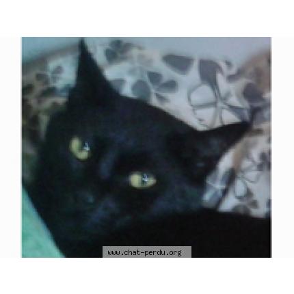 Photo 1/1 Marius Chat perdu à Taule