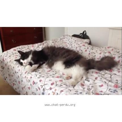 Chat boulogne sur mer