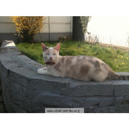 Photo 1/1 Pristie Chat perdu à Thumeries