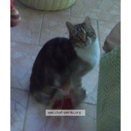 Photo 1/1 dawa Chat perdu à Echillais