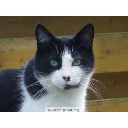 Photo 1/1 dixie Chat perdu à Saint vrain