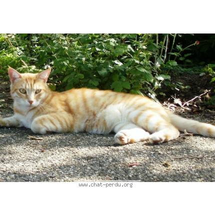 Photo 1/1 ZORRO Chat perdu à Grezieu la varenne