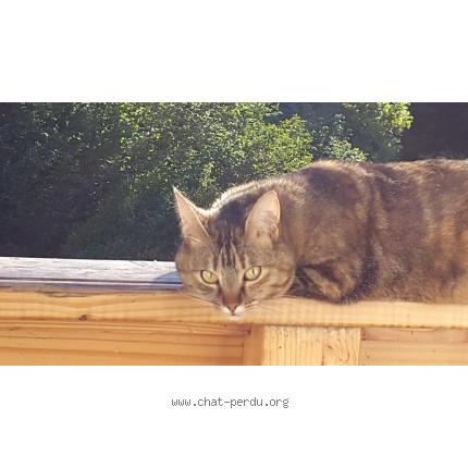 Photo 1/1 Balthazar Chat perdu à Gap