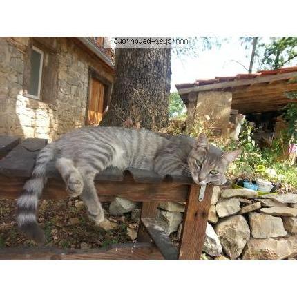 Photo 1/1 MOKA Chat perdu à Reyrevignes