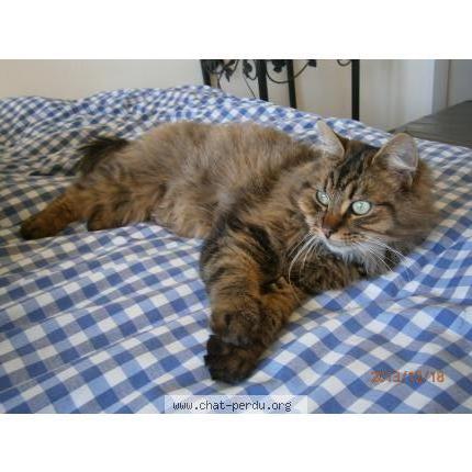 Photo 1/4 PACHA Chat perdu à Bagnoles de l orne