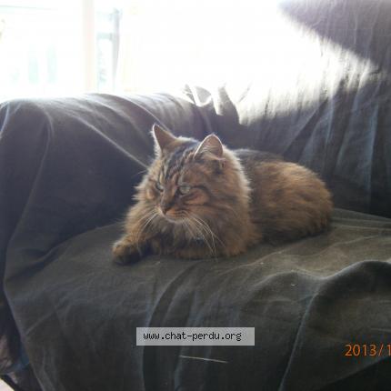 Photo 2/4 PACHA Chat perdu à Bagnoles de l orne