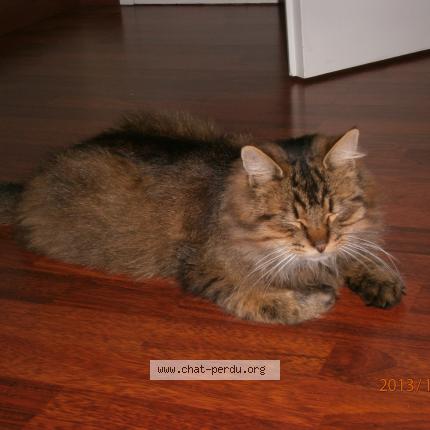 Photo 3/4 PACHA Chat perdu à Bagnoles de l orne