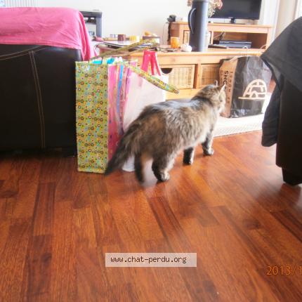 Photo 4/4 PACHA Chat perdu à Bagnoles de l orne