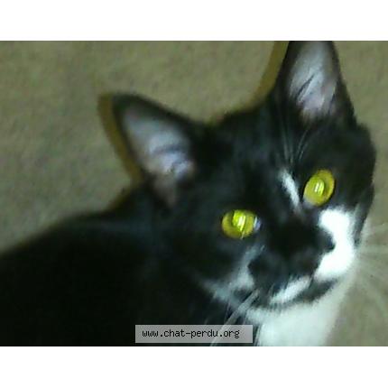 Photo 1/1 Calibisse Chat perdu à Bouvron