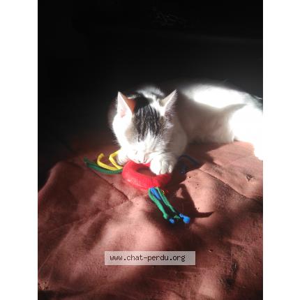 Photo 1/1 Grizzly Chat perdu à Meymac