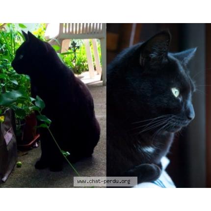 Photo 1/1 Diabolo Chat perdu à Le cannet