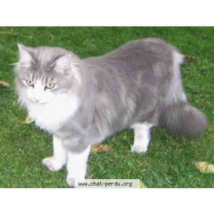 225809 Plume Chat Perdu A Montigny Les Metz Chat Perdu France