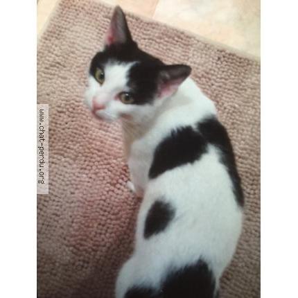 Photo 1/1 Rambo Chat perdu à La trinite