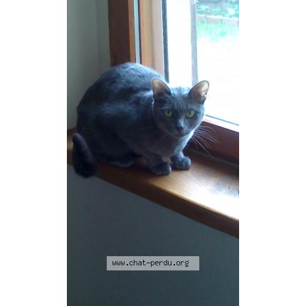 Photo 1/1 Fibie Chat perdu à Bellegarde du razes