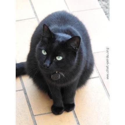 Photo 1/1 Ninchat Chat perdu à Buglose