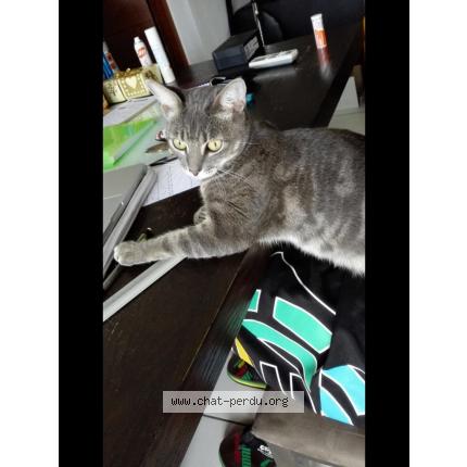 Photo 1/1 Macabou Chat perdu à La mulatiere