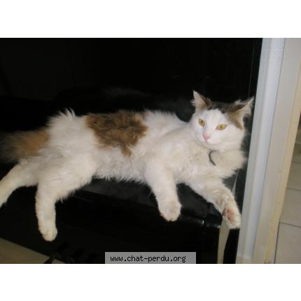 Photo 1/1 CALIN Chat perdu à Toulouse