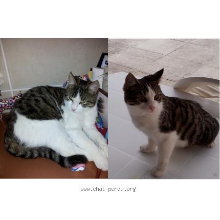 Photo 1/1 Miss Tigrette Chat perdu à Bernin