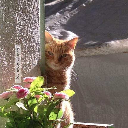 Chat Trouve A Marseille Chat Perdu France Chat Trouve A Marseille Chat Perdu France