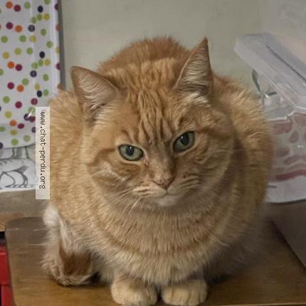 Chat Trouve A Marseille Chat Perdu France Chat Trouve A Marseille Chat Perdu France