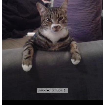 Photo 1/3 Jasper Chat perdu à Cap ferret