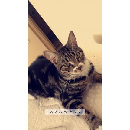 Photo 2/3 Jasper Chat perdu à Cap ferret