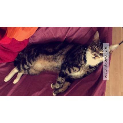 Photo 3/3 Jasper Chat perdu à Cap ferret