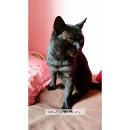 puma chat de moteur