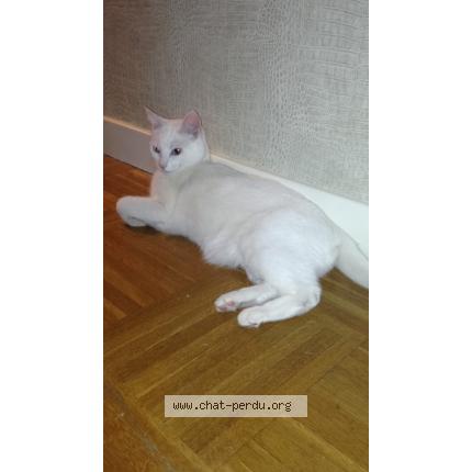 serré minuscule chatte