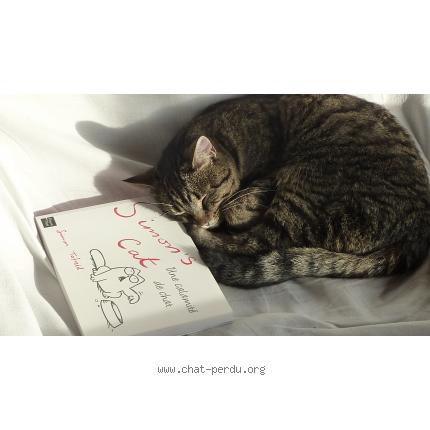 Photo 1/1 maroufle Chat perdu à Wasquehal