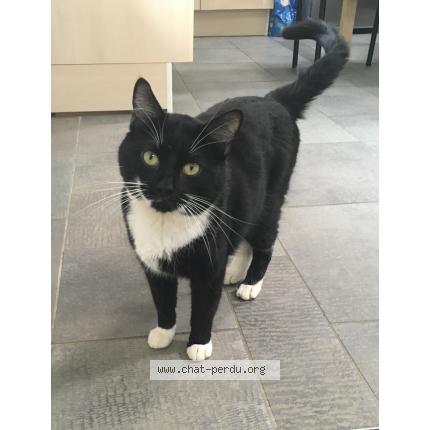 Photo 1/1 Loki Chat perdu à Monteplain