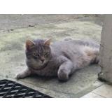 Photo de chat perdu à Rennes
