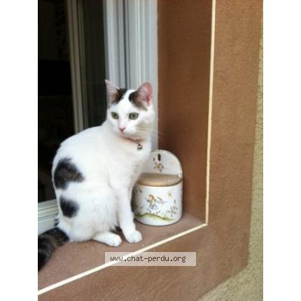 Chataigne Chat Perdu A Nimes Chat Perdu France