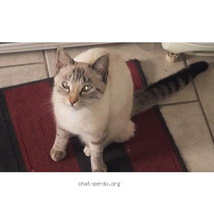 Photo 1/1 PERLE Chat perdu à Cholet