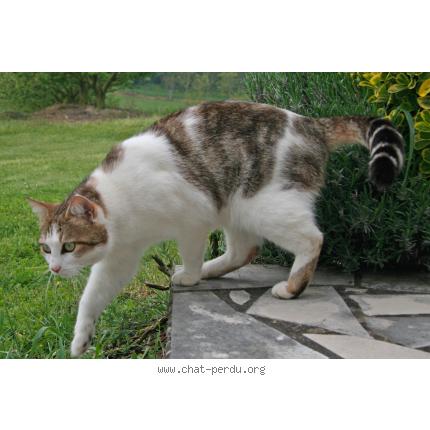 Photo 1/1 Valentin Chat perdu à Montpezat de quercy