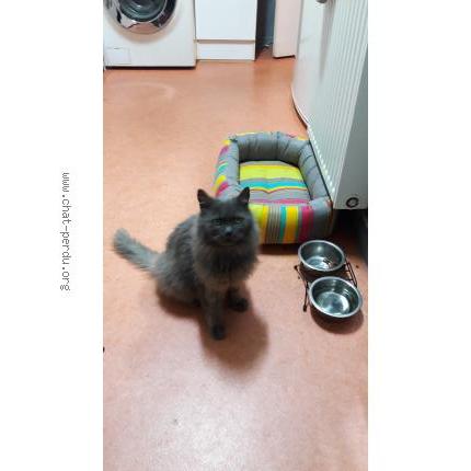 Photo 1/1 GRISOUILLE Chat perdu à Saint epain