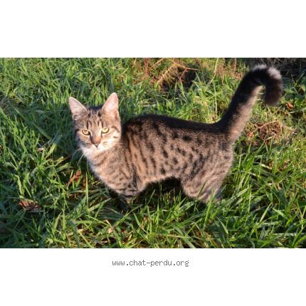 Photo 1/1 KASHMIR Chat perdu à Rancoudray