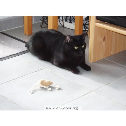 Photo 1/1 Mystère Chat perdu à Grenade