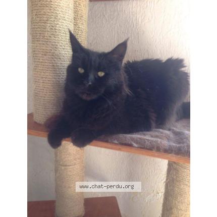 Chat ivry sur seine