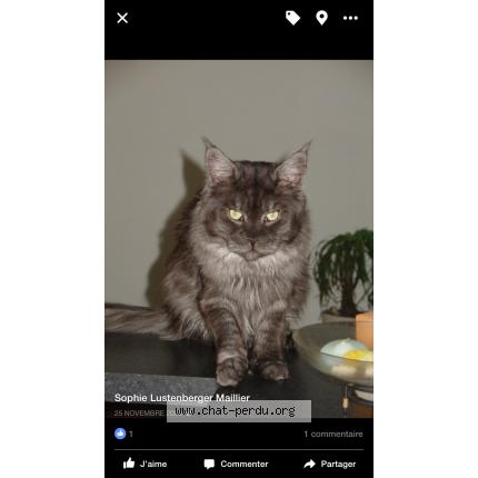 Photo 1/1 Caligula Chat perdu à La forge wintzenheim