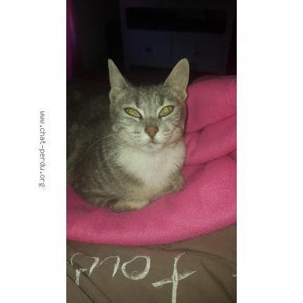 Photo 1/1 Nalou Chat perdu à Grandchamp des fontaines